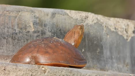 tortuga de estanque en el área del estanque ..