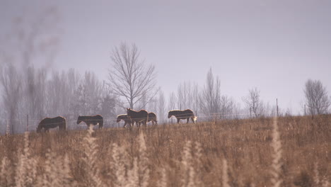 stunning cinematic wide shot of horses in early morning sunlight