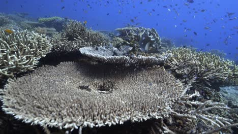 reef journey swimming over healthy coral reef full of life