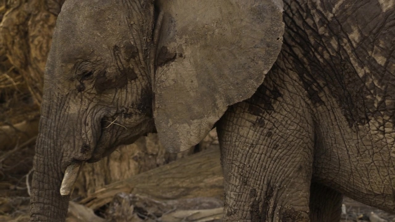 A desert elephant moves slowly through an arid landscape, raising its trunk to its mouth. Then it comes to a halt. In the background stands an old, dry tree.