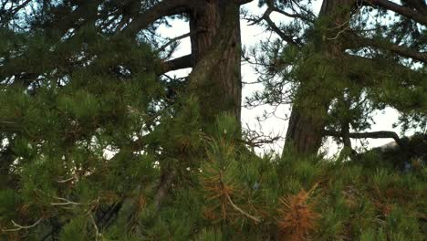 Aerial-close-up-shot-flying-through-the-limbs-of-an-evergreen-tree