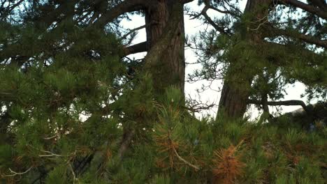 Aerial close-up shot flying through the limbs of an evergreen tree