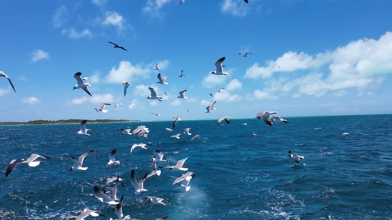 Seagulls flying over the ocean, following a fishing boat under a bright blue sky