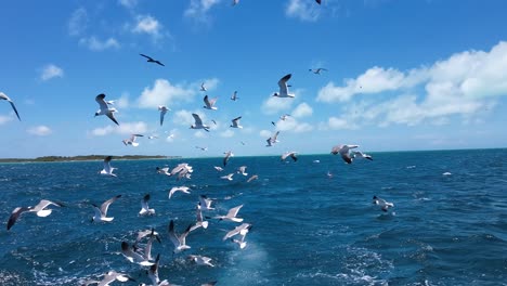 seagulls flying over the ocean, following a fishing boat under a bright blue sky