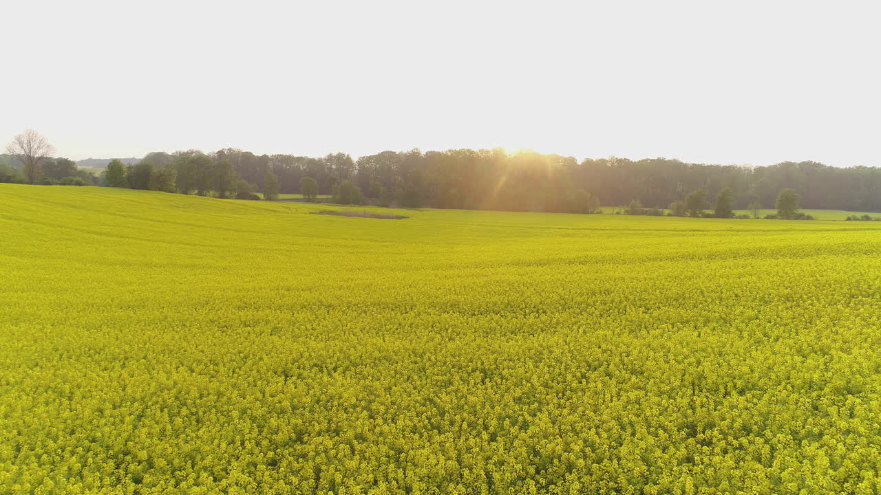 Beautiful Sunset with Blooming Yellow Canola Field