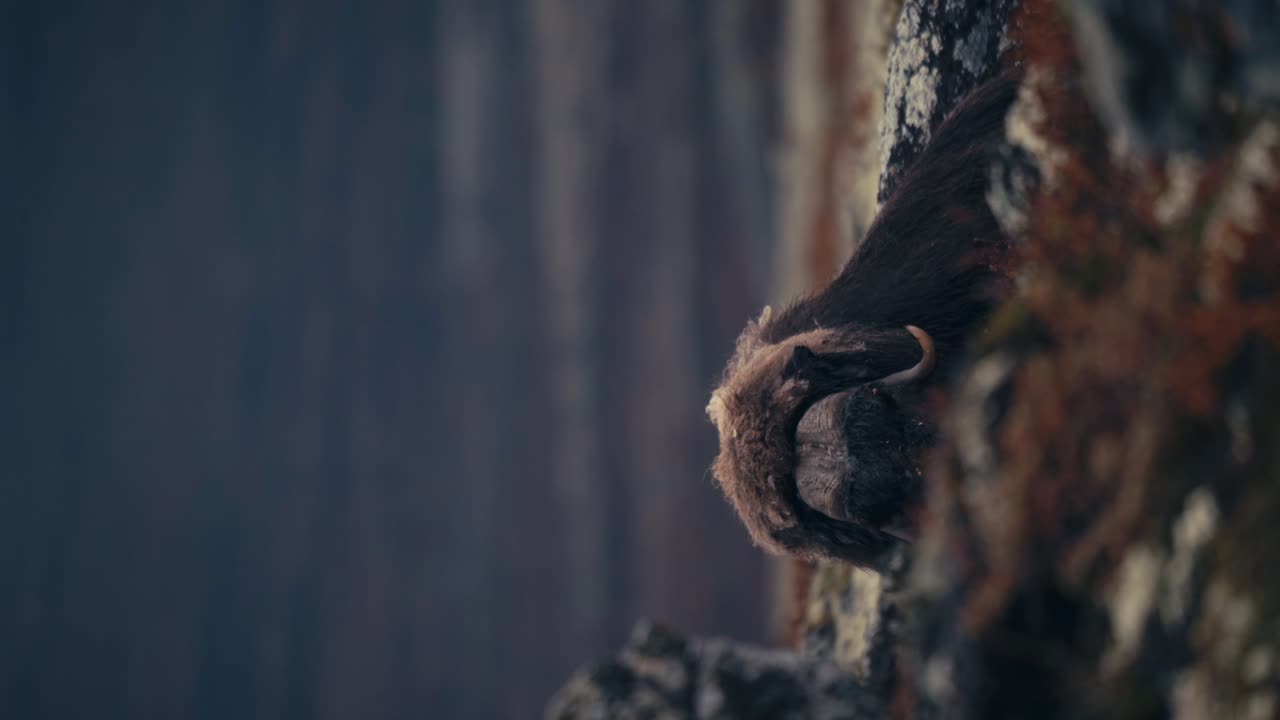 disparo vertical de buey almizclero descansando en el suelo en dovrefjell, noruega