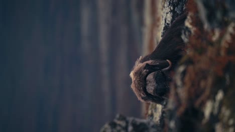 Vertical-Shot-Of-Musk-Ox-Resting-On-The-Ground-In-Dovrefjell,-Norway