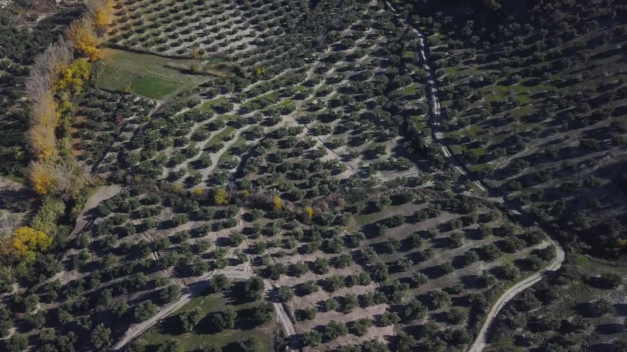 vista aérea del sendero de un río en otoño con un camino y un campo de olivos