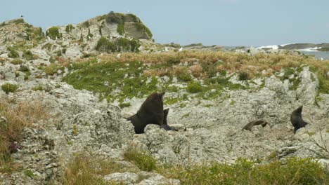 Harmonie-Am-Meer:-Ein-Großer-Seehund-Sonnt-Sich-Auf-Felsen,-Darüber-Möwen-In-Faszinierenden-Stockvideos