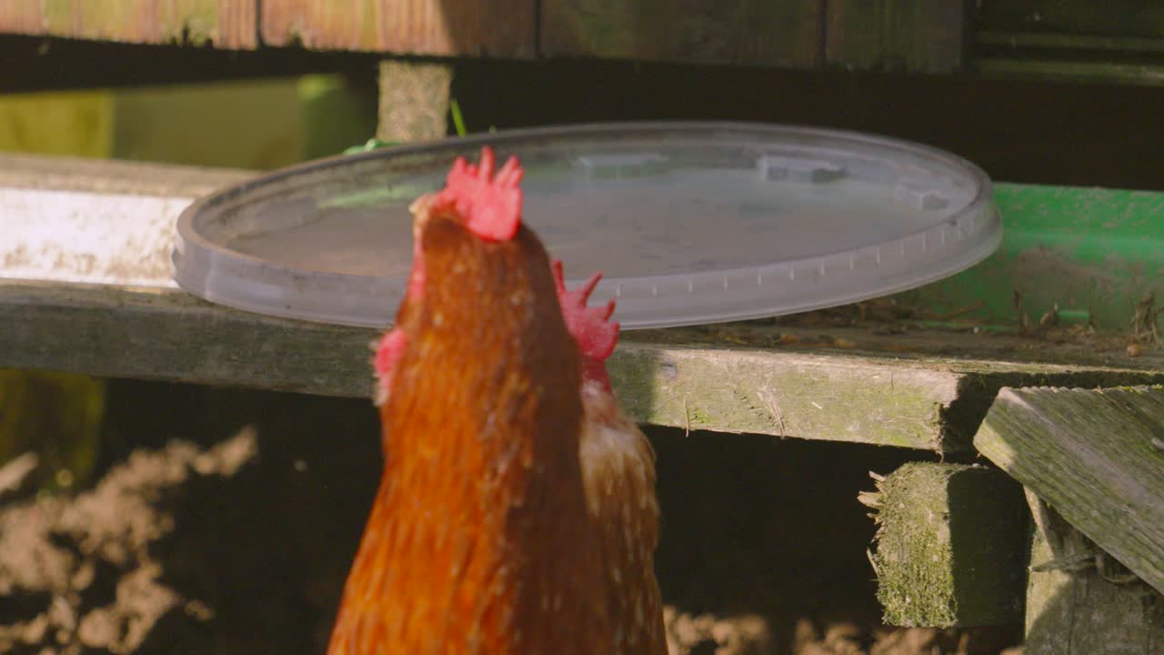 Two Laying Chicken Hens Waiting to be Fed on Farm in Countryside by Farmer Removing Lid on Feed. Exploring Environment Roaming Meadow on Sunlit Morning. Rural Farmyard Animal Footage 4K.