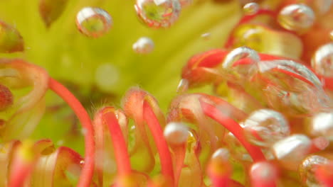 primer plano de una flor de protea de cojín