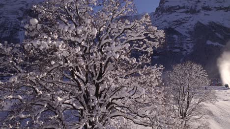 raising down snowy sycamore maple tree in Bodmi Ski Area in mountain paradise in Grindelwald in Swiss Alps on a sunny winter day