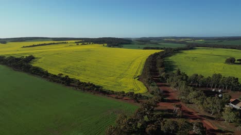 Sobrevuelo-Aéreo-Sobre-El-Campo-De-Canola-Agrícola-Durante-Un-Día-Soleado-Con-Cielo-Azul-En-El-Oeste-De-Australia