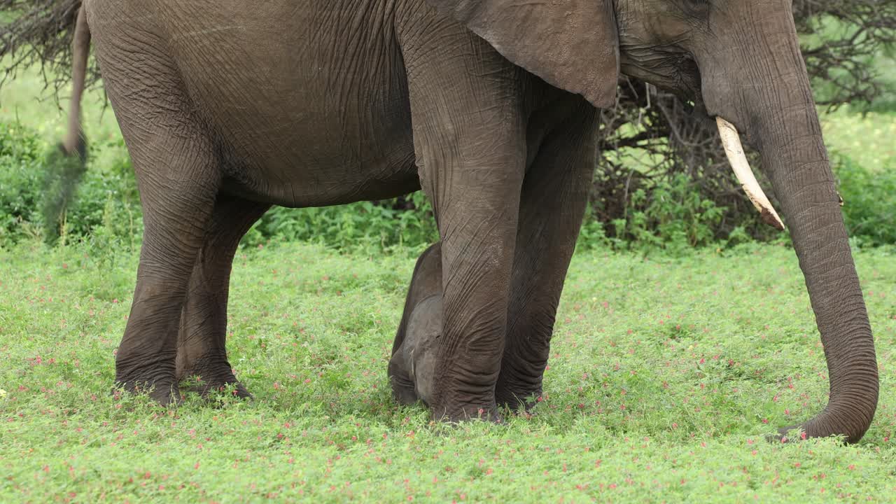 A tiny baby African elephant calf putting its head onto the ground while standing between its mother's front legs while she is feeding on the green grass in Mashatu Game Reserve, Botswana