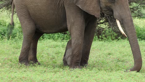 a tiny baby african elephant calf putting its head onto the ground while standing between its mother's front legs while she is feeding on the green grass in mashatu game reserve, botswana