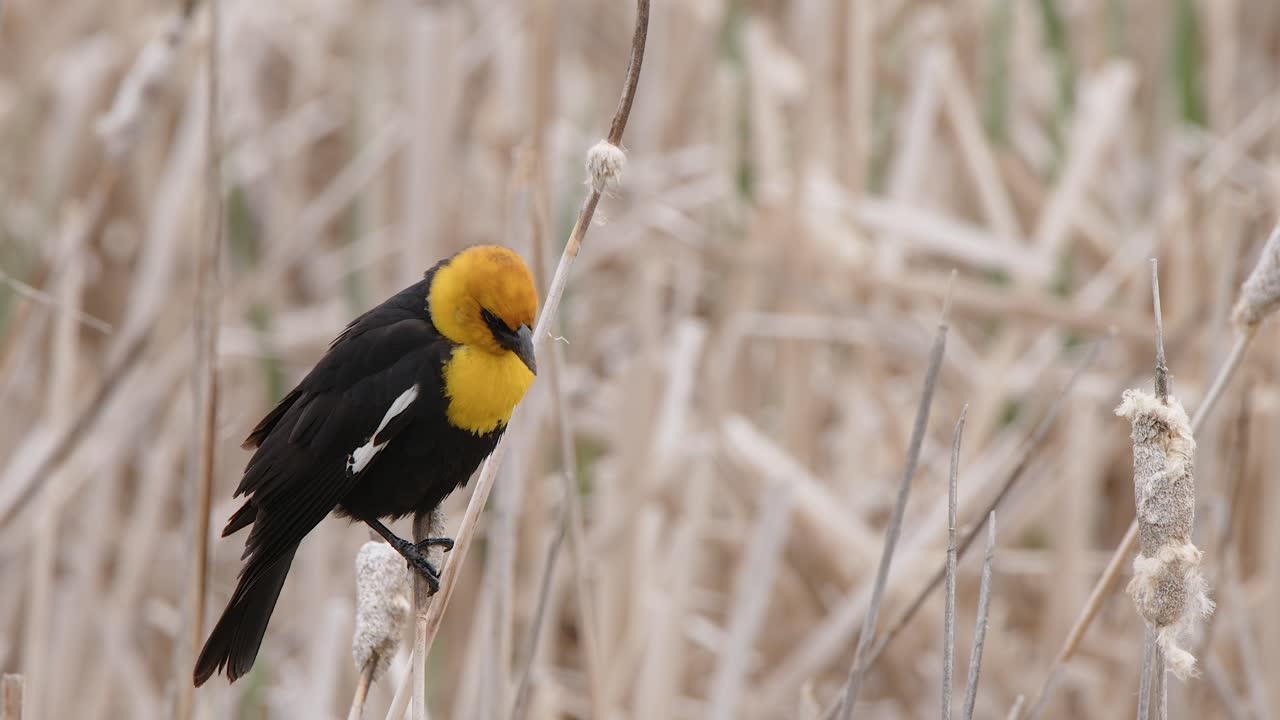 MCU: Vibrant Yellow headed Blackbird in wetland vocalizes, chirping