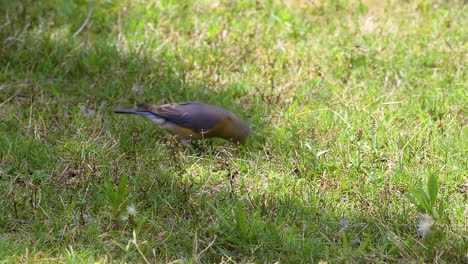 Eastern-bluebird-catching,-playing-with-and-eating-a-large-insect-in-the-grass