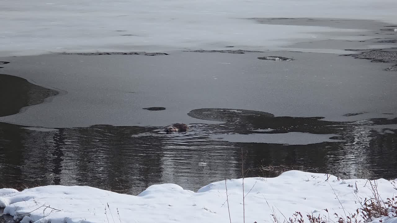 Sea Otter Swims At Frozen Lake Near Maniwaki, Québec, Canada. Static Shot