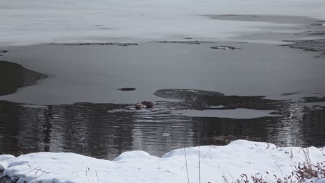 sea otter swims at frozen lake near maniwaki, québec, canada. static shot
