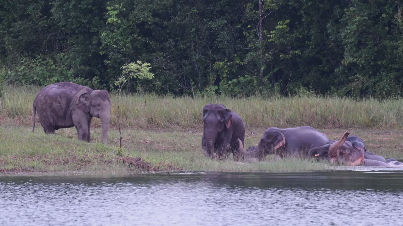 los elefantes asiáticos están en peligro y esta manada se divierte jugando y bañándose en un lago en el parque nacional khao yai
