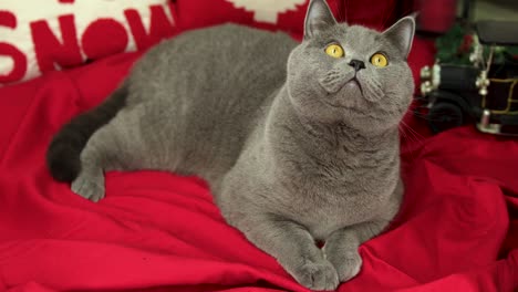 curious british shorthair cat looks around on red cover