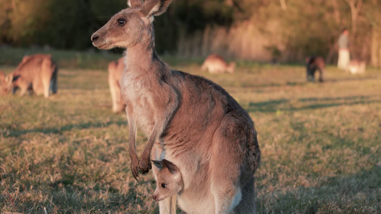 Adult kangaroo stands alert with joey in pouch on sunlit grassland, surrounded by other kangaroos. Warm golden hour lighting, static camera, tranquil mood