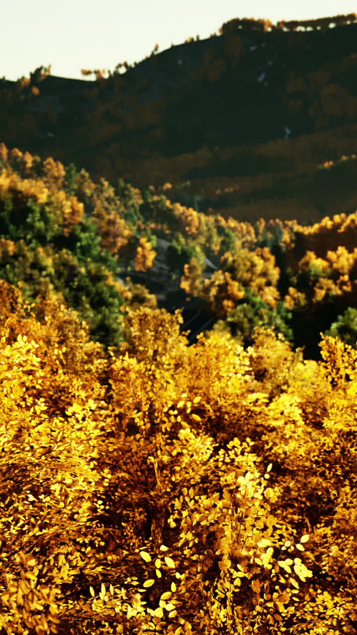 황금빛 가을 숲