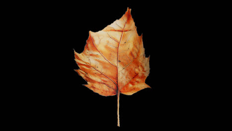 hojas de otoño