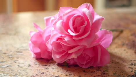 Bright-pink-roses-in-sunlight-ORBIT