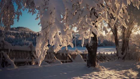 Árboles-Cubiertos-De-Nieve-Intensa---Cerrar