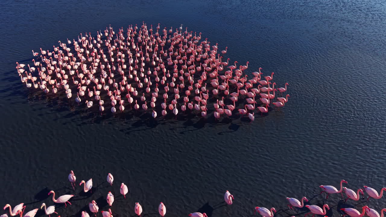 Flamingos gather in a vibrant, lively display near tranquil waters at sunset creating a breathtaking scene of nature's beauty