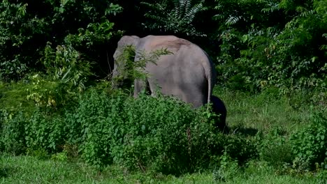 the asiatic elephants are endangered species and they are also residents of thailand