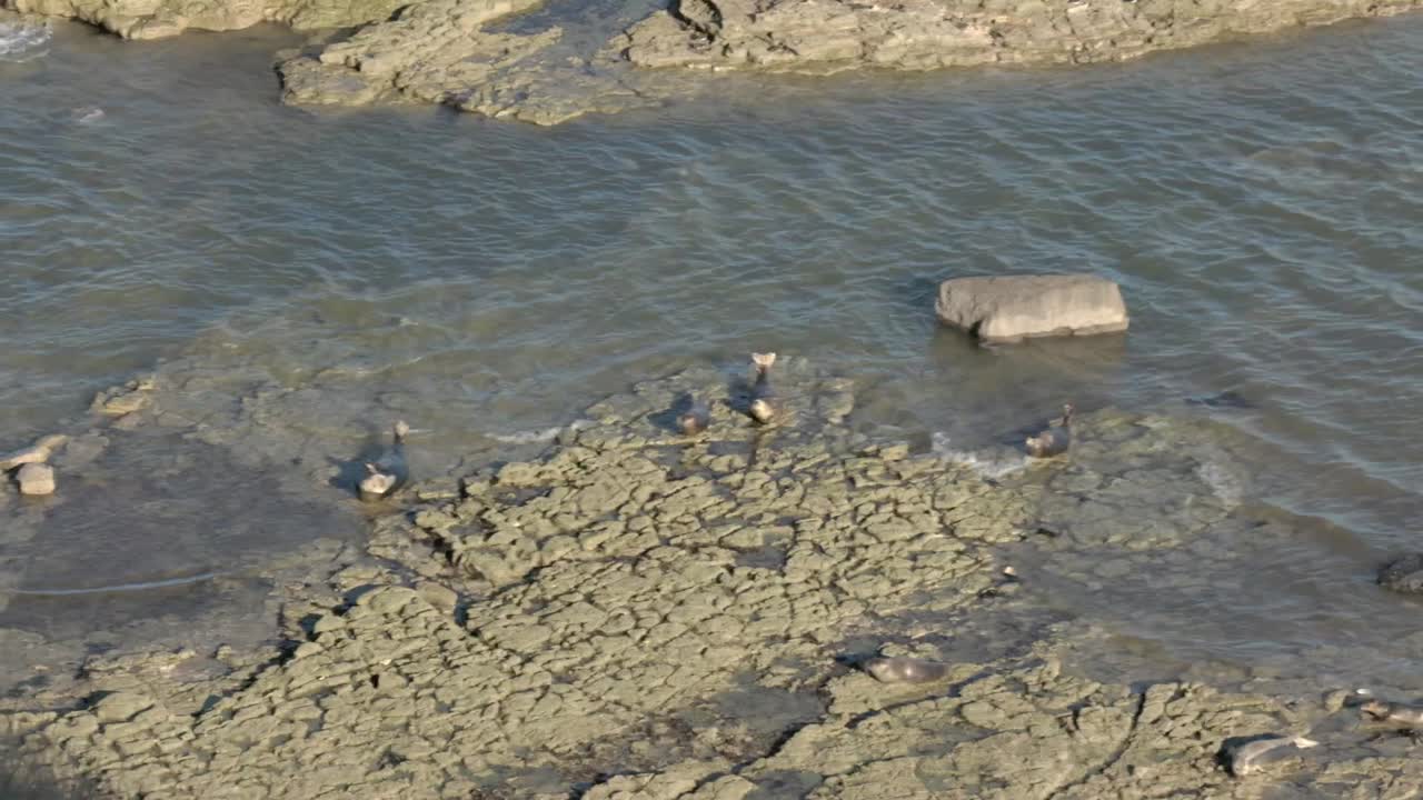 日差しを浴びた岩の上で休むアザラシに、小さな波が打ち寄せる。