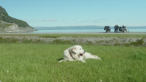 two golden retriever dogs playing in the grass on the side of a road in a beautiful fjord in northen norway, some motorcyclists in the background, sunny summer day