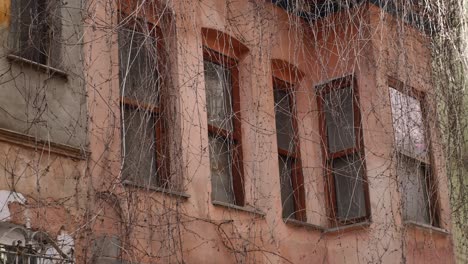 old building facade with ivy