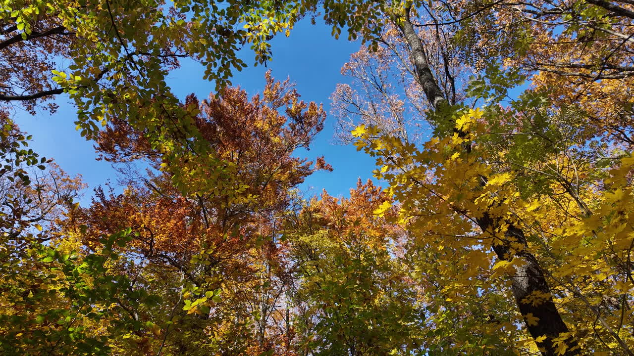 Colorful Autumn Canopy Under Blue Sky