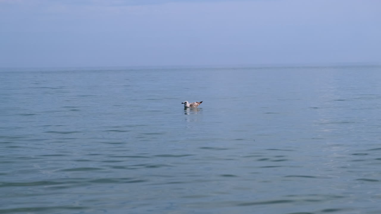 여름 동안 바다에서 움직이지 않고 물에서 휴식을 취하는 갈매기의 넓은 샷