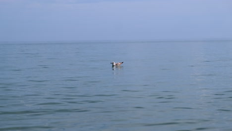 Toma-Amplia-De-Gaviota-Relajándose-En-El-Agua-Sin-Moverse-En-El-Mar-Durante-El-Verano