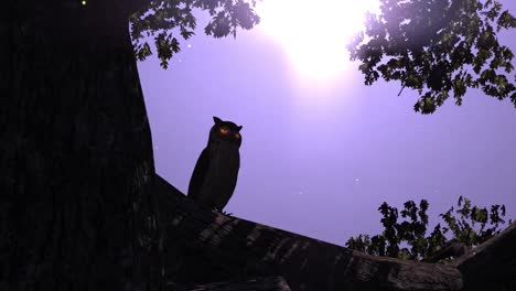 búho sentado en la rama de un árbol por la noche