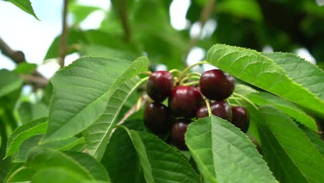 Slowmo---Kirschbaum-Voller-Roter-Kirschen-Im-Obstgarten-In-Neuseeland