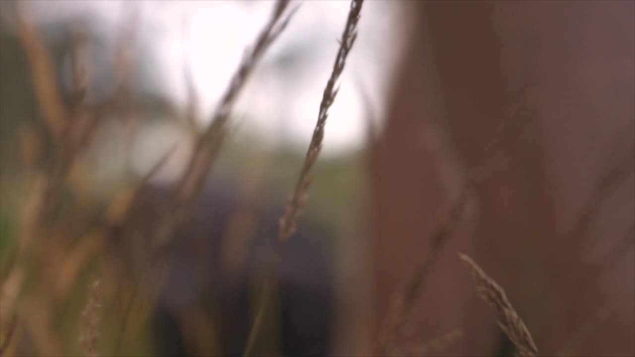 качание травы в замедленной съемке