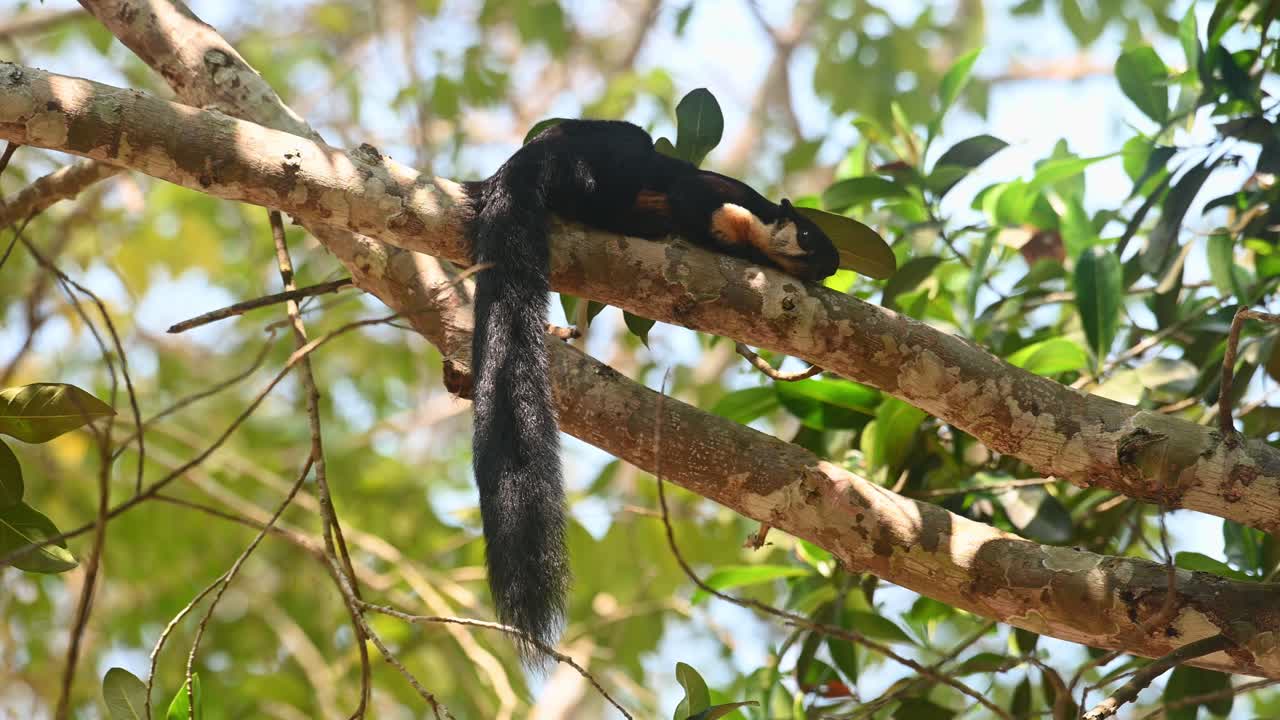 ardilla gigante malaya, ratufa bicolor, parque nacional khao yai, tailandia