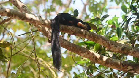 Malayan-Giant-Squirrel,-Ratufa-bicolor,-Khao-Yai-National-Park,-Thailand