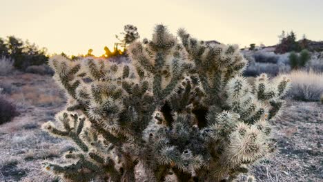 Cylindropuntia-Echinocarpa-Cactus-during-sunrise-beaming-in-the-desert-of-Hesperia,-California,-USA