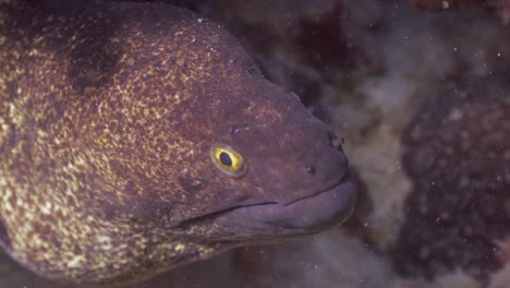 moray eel close up shot with cleaner fish, in phuket, thailand