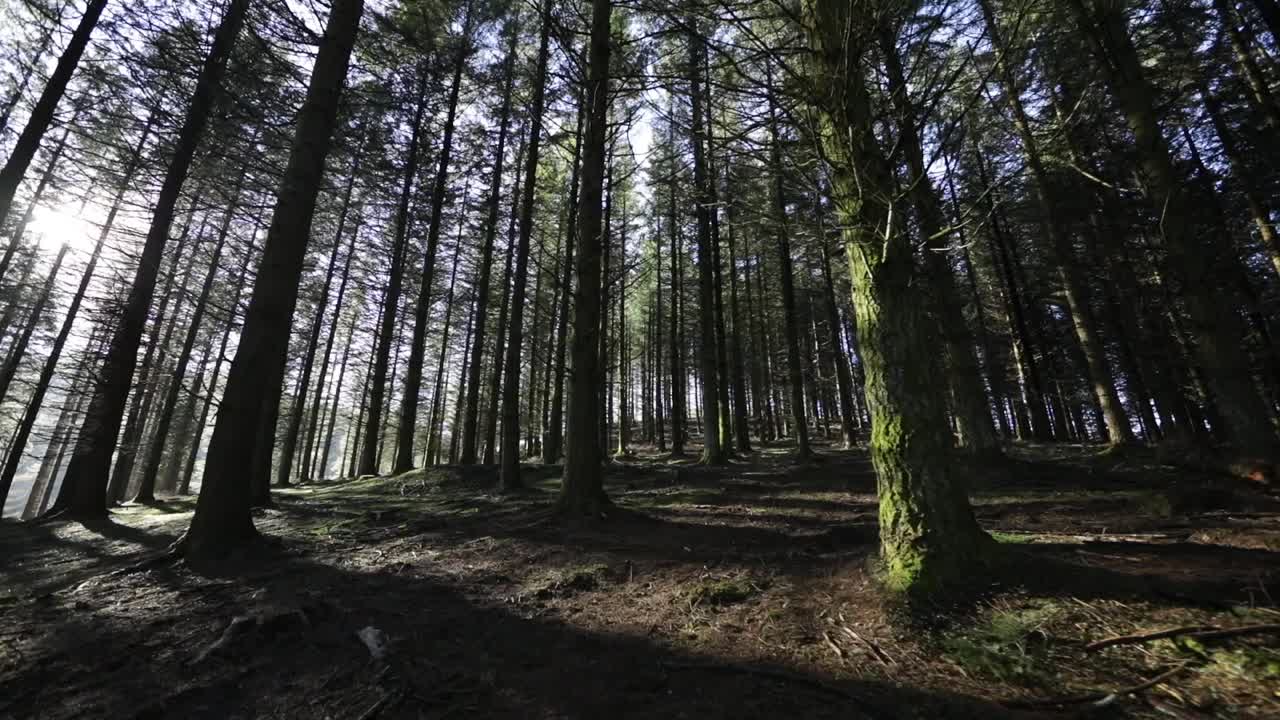 caminando por el bosque al amanecer