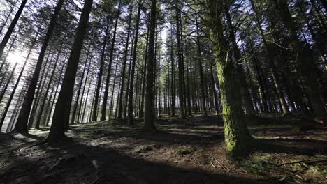 Walking-through-the-forest-at-dawn