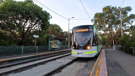 tram approaches and stops at melbourne zoo