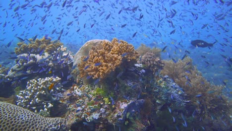 cámara deslizándose sobre un arrecife lleno de peces en raja ampat, indonesia