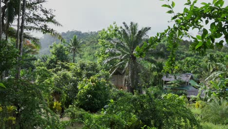 A-panning-shot-in-the-jungle-showing-palm-trees-and-hidden-houses